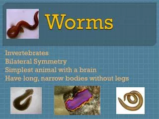 Worms