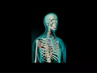 MEDICAL TERMINOLOGY RELATED TO SKELETAL SYSTEM