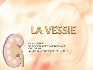 la vessie