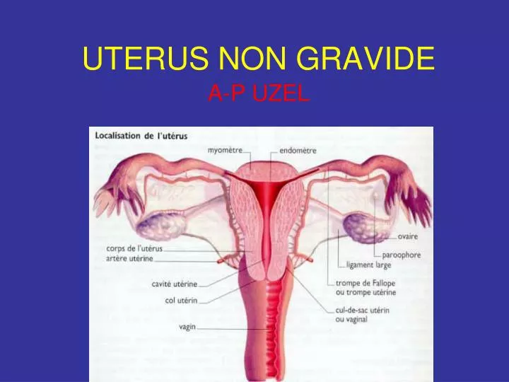 uterus non gravide