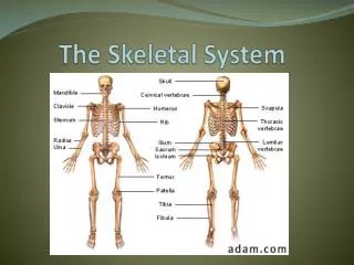 The Skeletal System