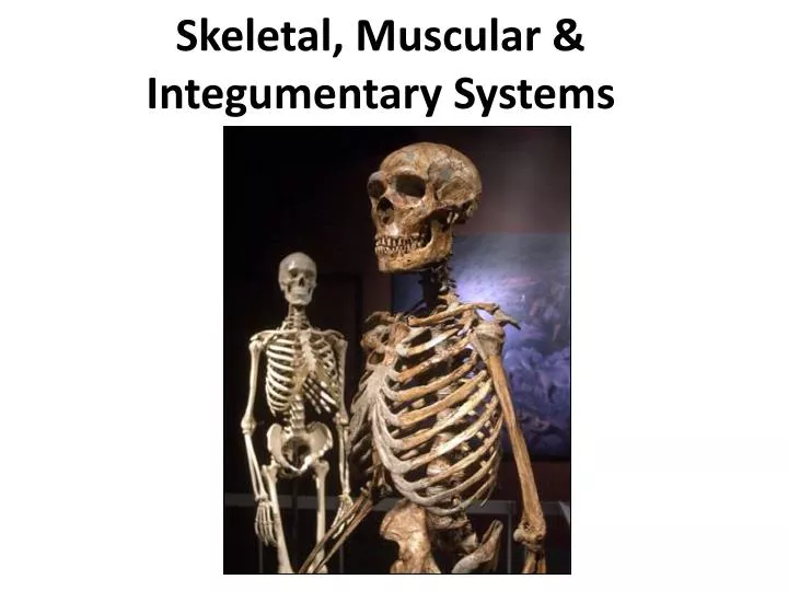 skeletal muscular integumentary systems