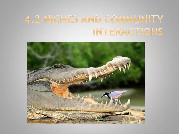 4 2 niches and community interactions