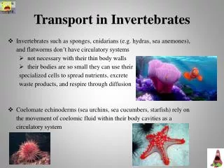Transport in Invertebrates