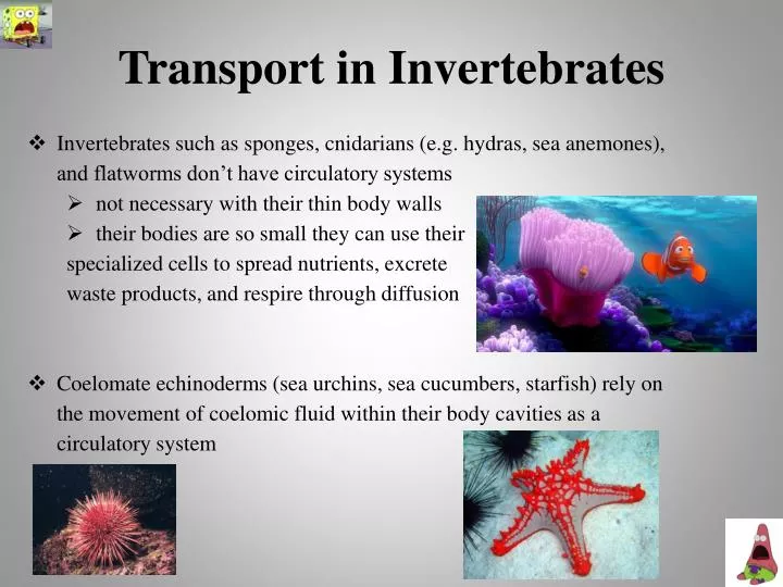 transport in invertebrates