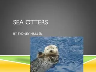 Sea Otters By Sydney Muller