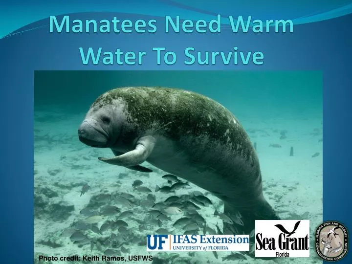 manatees need warm water to survive