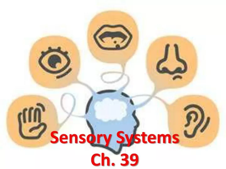 sensory systems ch 39