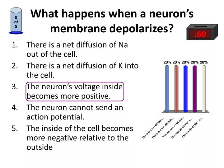 what happens when a neuron s membrane depolarizes