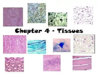 Chapter 4 - Tissues