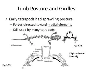 Limb Posture and Girdles