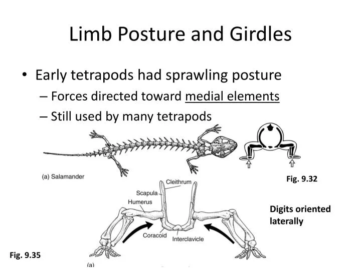 limb posture and girdles