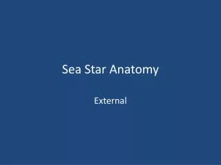 Sea Star Anatomy