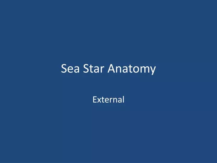 sea star anatomy