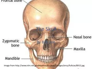 The Skull