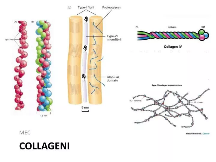 collageni