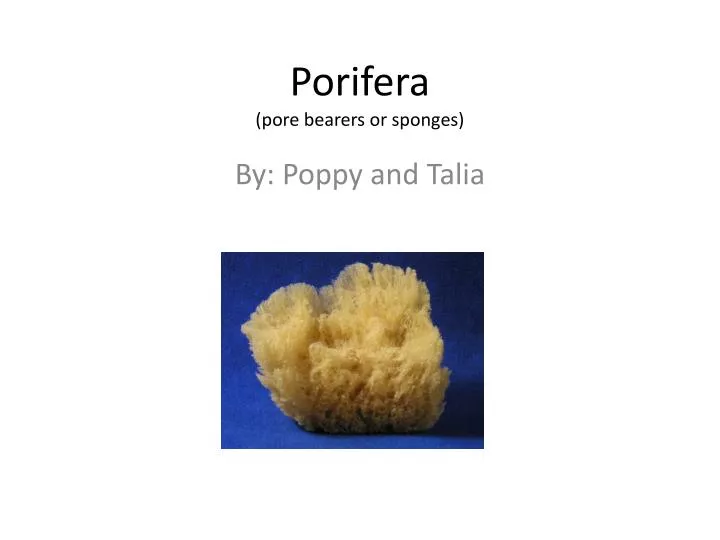 porifera pore bearers or sponges