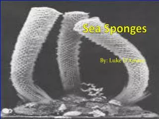 S ea Sponges