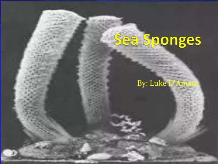 s ea sponges