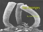S ea Sponges - slide 1