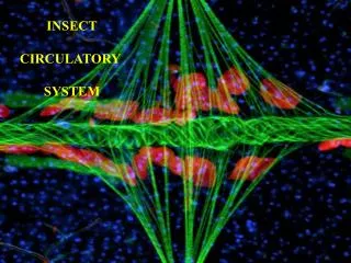 INSECT CIRCULATORY SYSTEM