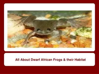 All About Dwarf African Frogs &amp; their Habitat