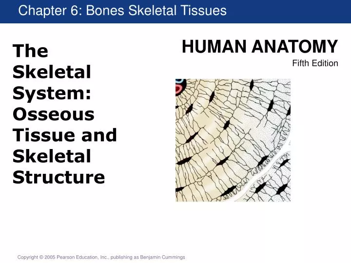 the skeletal system osseous tissue and skeletal structure