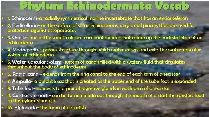 phylum echinodermata vocab
