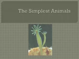 The Simplest Animals