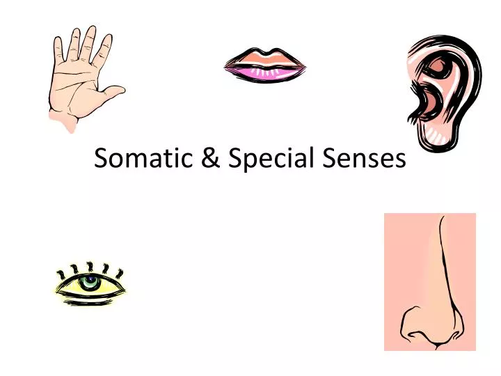 somatic special senses