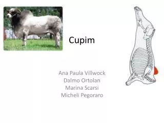 cupim