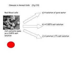 Osmosis in Animal Cells	(fig 2.9 )