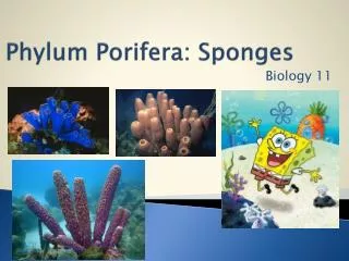 Phylum Porifera : Sponges