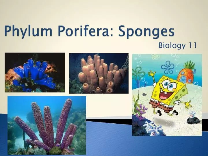 phylum porifera sponges