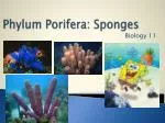 Phylum Porifera : Sponges - slide 1
