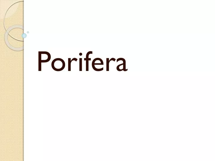 porifera