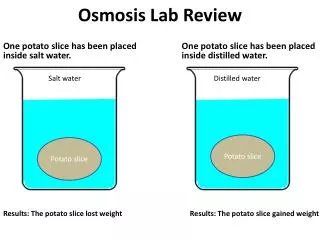 Osmosis Lab Review