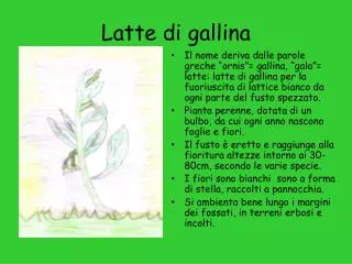 latte di gallina