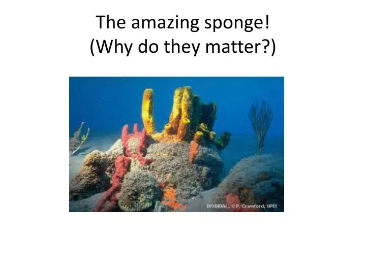 the amazing sponge why do they matter
