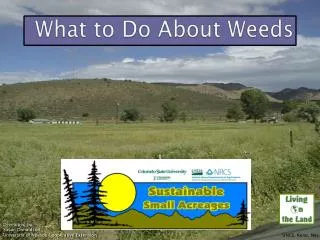 What to Do About Weeds