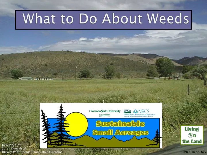 what to do about weeds