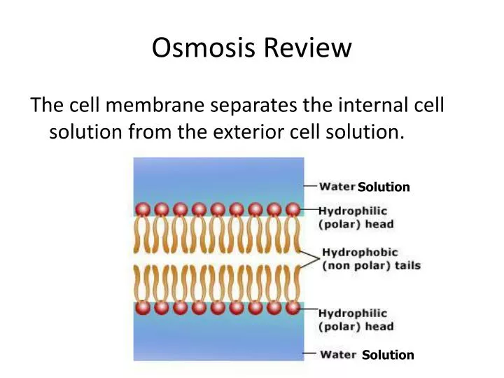osmosis review