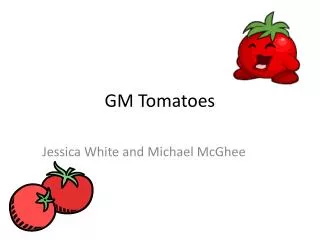 GM Tomatoes