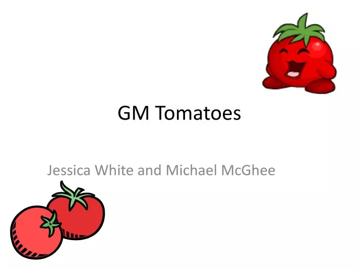 gm tomatoes