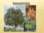 TAMARINDO - slide 1