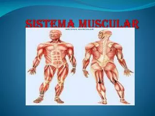 sistema muscular