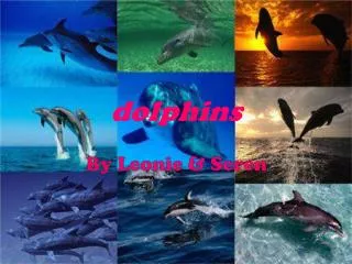 dolphins