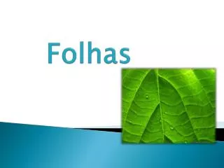 folhas