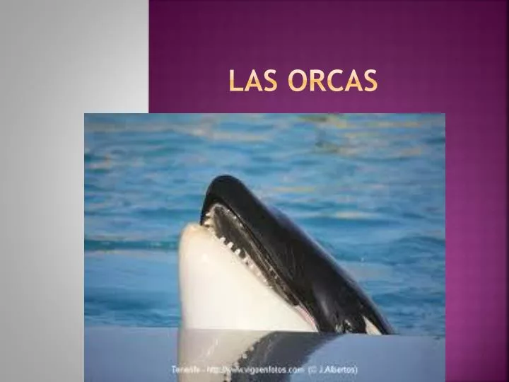 las orcas