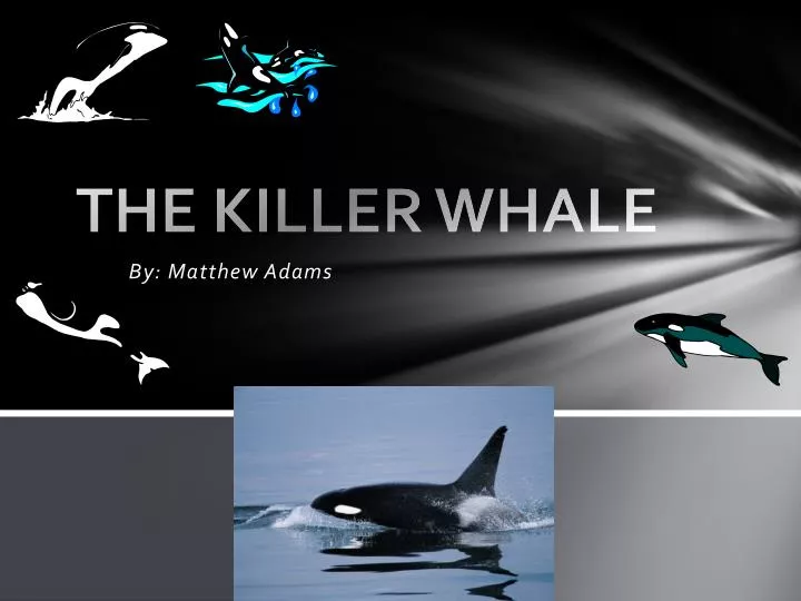 the killer whale